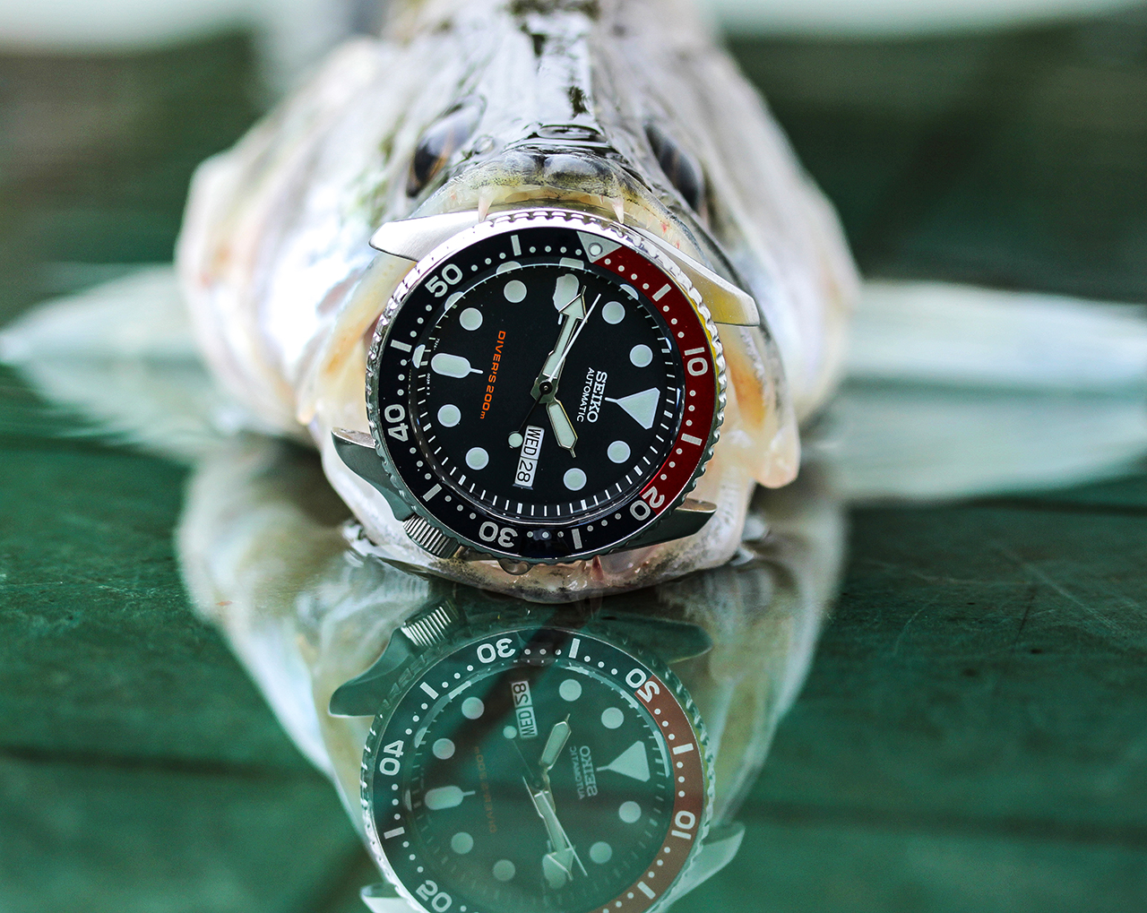 Seiko SKX009 Búváróra - Hal-teszt - Tiszában fogott süllő, a fotózáskor már nem élt. Fotó: @RetekG